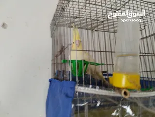  3 جوزين كوكتيل شغالات ميه ميه