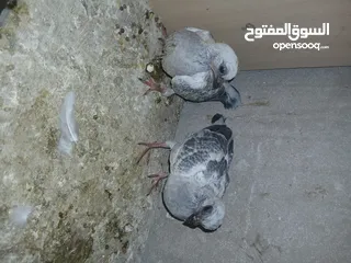  6 4 جواز شغاله  وفحل مكفوله للبيع دون الفراخ 35 دينار كوم