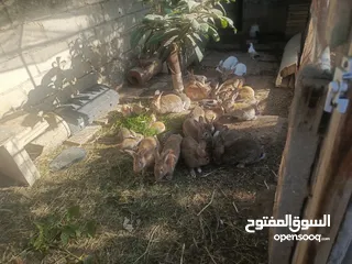  5 ارانب بلديه شغالة تربيه منزليه