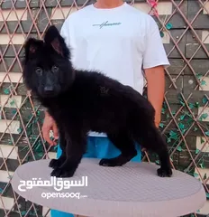  2 جراوي جيرمن شيبرد رويال بلاك German Shepherd Royal Black