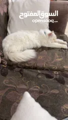  5 شيرازي للبيع عمرها سنة وشوي سعرها 600(قابل للتفاوض المعقول) اجتماعية وبترد عصحابها ومتعودة عالحمام