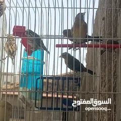  2 بناديق حسون مسمعات للبيع