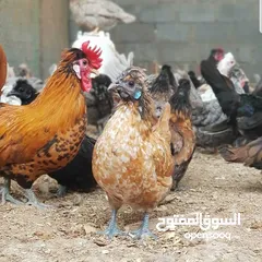  4 صيصان للدجاج الحبحب الكويتي