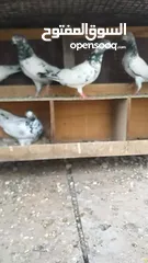  5 pakistani pigeons