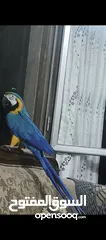  4 ببغاء مكاو Blue and Gold متكلم مواجهه اليف عجينه ثوب كامل وبجنن وافلح من ذكر الله وشوف الوصف