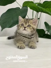  12 قطط سكوتش فولد وستريت  اقل سعر لهاد النوع للجادين فقط