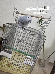  1 للبيع ببغاء كاسكو افريقي ( جامبو ) متكلم