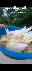  2 3 فراخ كوكتيل للزق اليدوي واحد البينو واثنين لاتينو