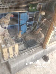  1 دجاج عدد اربع للبيع واحد ذكر وثلاث أنثى