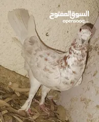  21 حمام جواز بصلات على نبي الحبه ب دينارين واغلبو تحتيو فراخ وبيض