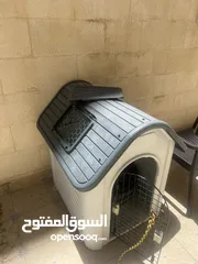  7 كلب قولدن جهاز مع كل مطاعيم و جواز سفر و مايكرو تشيب ذكر