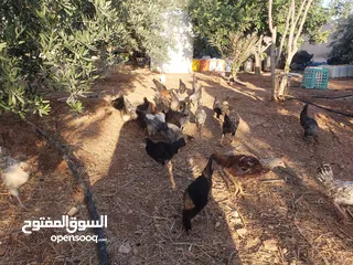  7 فرخات دجاج بلدي للبيع