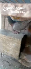  5 حمام للبيع
