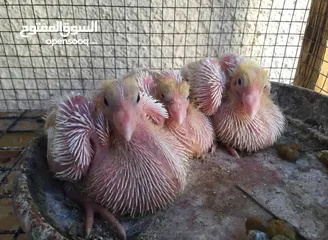  5 حمام فرنسي اصلي السلاله اكبر حجم منتج  الجوز