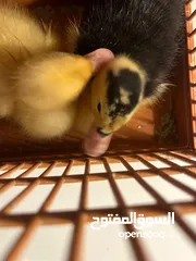  2 بطاط فرنسي