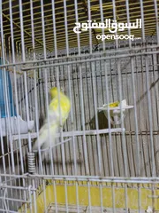  2 طيور كنار.