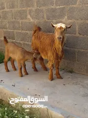  2 شاه تحتها صخله من حلال جمودي