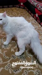  9 قطط شرازي للبيع في صنعاء الاصبحي المقالح