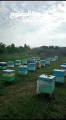  12 جميع ما يخص العسل