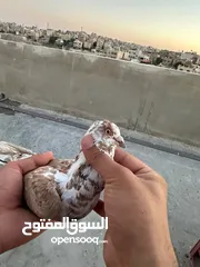  6 طيوور حمام للبيع بسعر مناسب تنظيف سطح