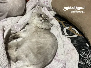  2 قط شانشيلا ذكر معقم للبيع ......قط للبيع