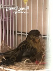  4 Breeding pair of canary in Alain