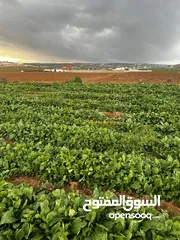  3 فرصة مميزة  ثلاث دنم ونصف بلعما - الزيتونة قطع سهلية تربة حمراء منطقة مزارع وشاليهات