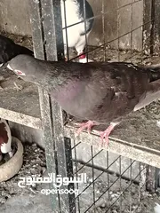  6 جواز و حبات