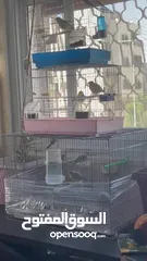  6 طيور للبيع