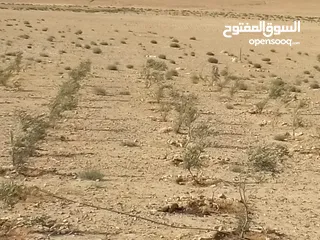  14 عشره دنمات للبيع