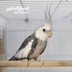  1 مطلوب للبدل كوكتيل وايت فيس