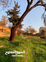  1 ارض للبيع في السلط تصلح لبناء اسكانات
