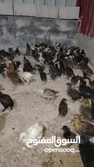  4 صوص لوهمان وبلدي