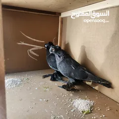  7 متاح جواز ازبك بزره الماني