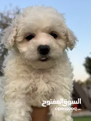  3 bichon frise puppy