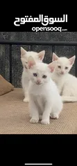  3 3 chatons angora turc race pure, 1mois et 17 jours