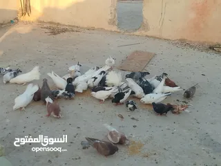  8 حمام للبيع في الزرقاء العالوك بجانب بقالة الصقر التواصل عبر الواتس اب