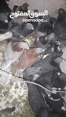  3 حمام بلدي وفيه جوز او جوزين مش بلدي البيع كوم وفيه اكم حبة صغار