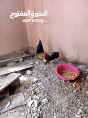  2 دجاج للبيع