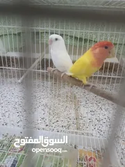  6 love bird pair