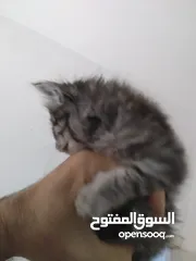  4 قطط  جميلات صغيرات للبيع