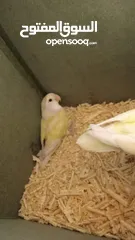  2 جوز روز ماكينه انتاج و كفاله انتاج
