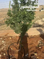  4 للبيع بيت ريفي تشطيب سوبر ديلوكس منطقة دحل (المدور) شرق جرش