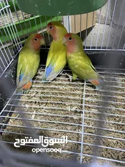  3 جواز روز وفشر عدد 10