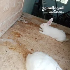  2 ارانب للبيع اناثي شغالة وذكور