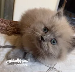  1 قطة أنثى (كتنز )نوع هملايا للبيع