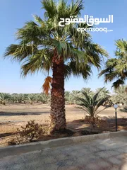  11 بيع نخيل مثمر وزينه وشنطونيا