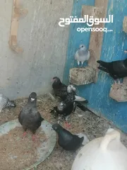  15 حمام للبيع