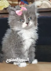  2 لوسي قطة مكس بريتش و سكوتش