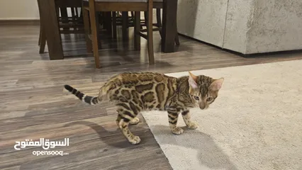  4 قطة بنغال انثى Bengal female kitten